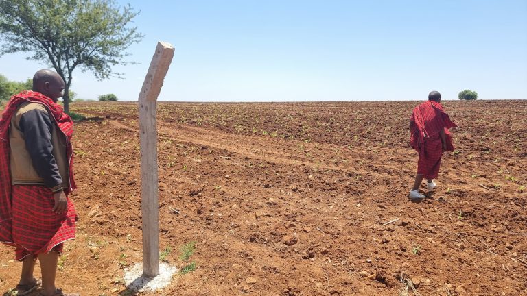 Veld waarop een gewas groeit