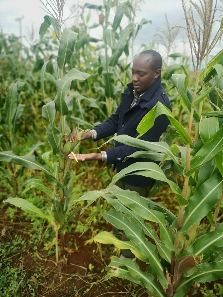 Een meneer die een maiskolf inspecteert